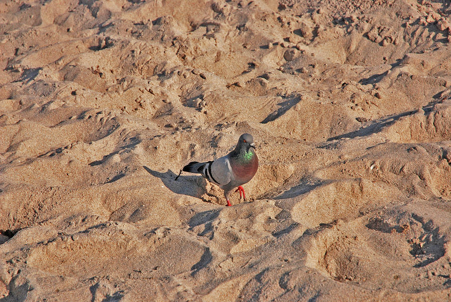 24- Pigeon Beach Photograph by Joseph Keane