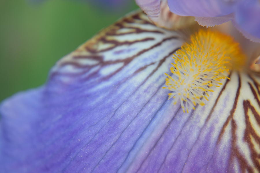 Purple Iris #24 Photograph by Curtis Krusie