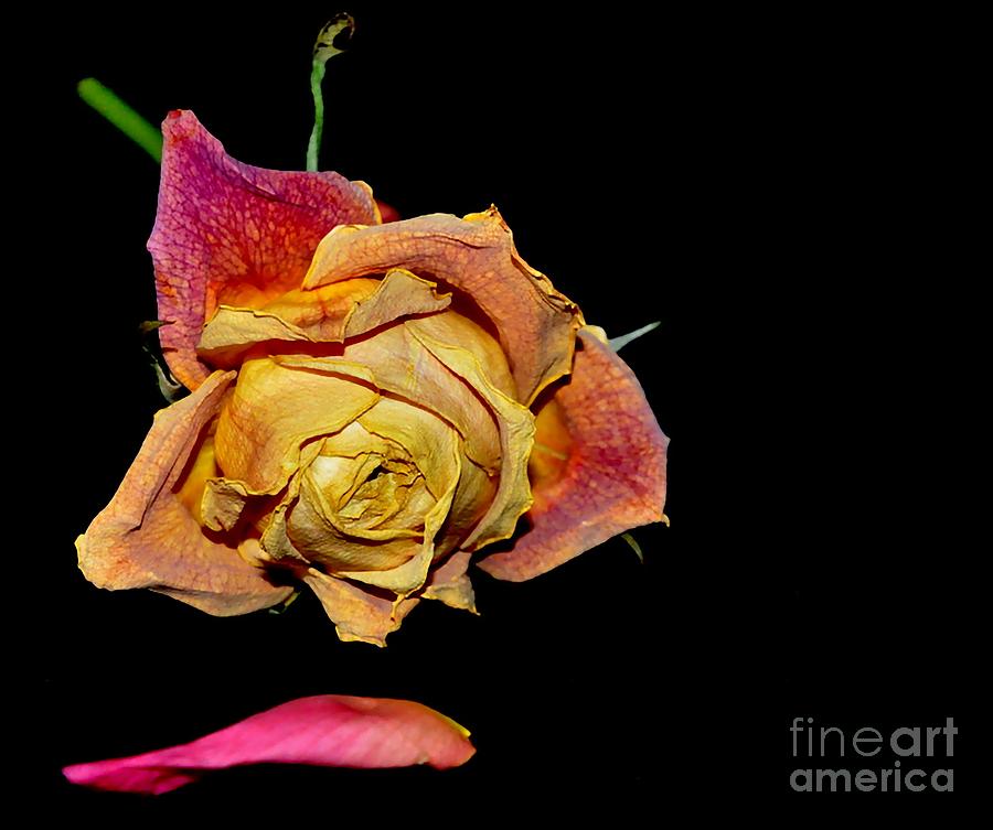 Rose #24 Photograph by Sylvie Leandre