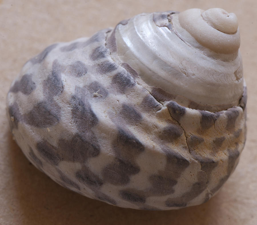 Sea shell #24 Photograph by Masami Iida