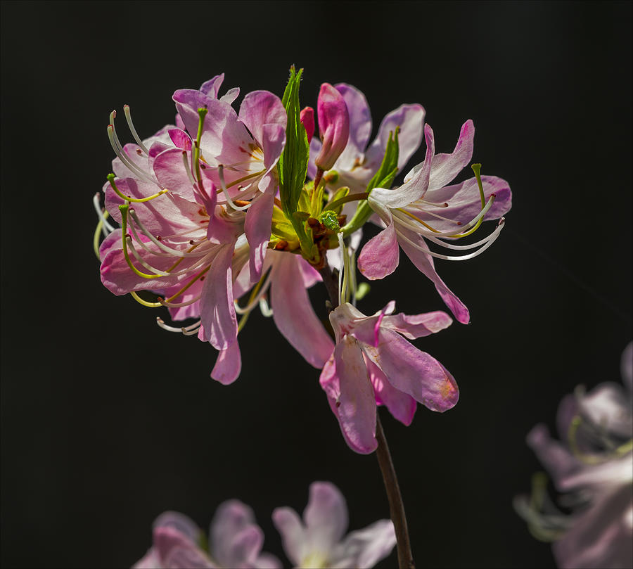 Flower Photograph - Spring Flowers #24 by Robert Ullmann
