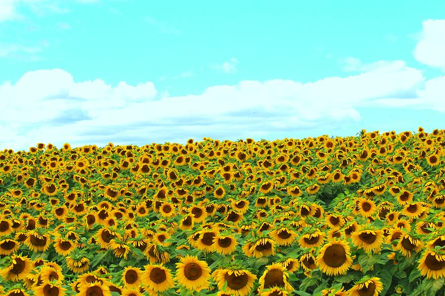 Sunflower #24 Photograph by Donn Ingemie