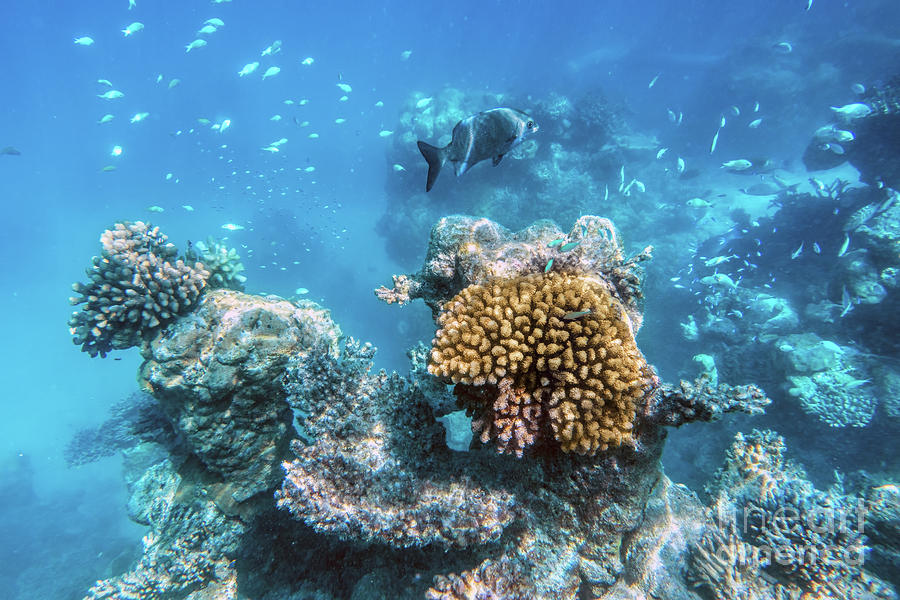 Underwater coral reef and fish in Indian Ocean, Maldives. Photograph by ...