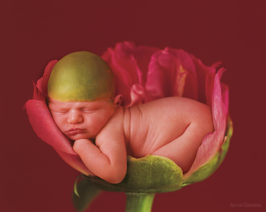 Rose Photograph - Jacob in a Pink Peony Rose by Anne Geddes
