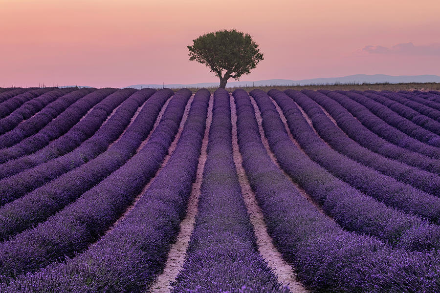 Valensole - Provence, France #24 Photograph by Joana Kruse