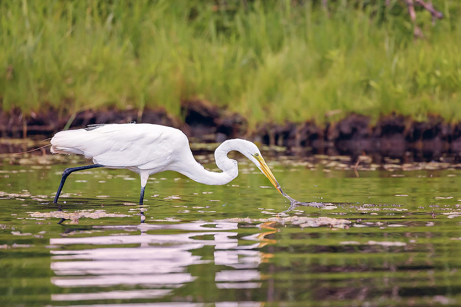 White, Great Egret #24 Photograph by Peter Lakomy