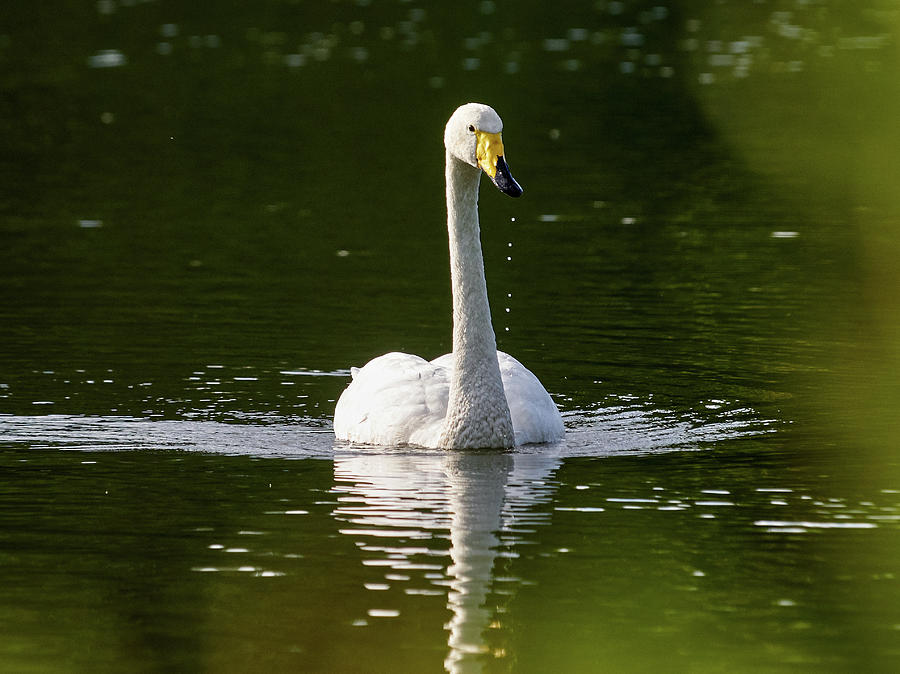 Whooper swan #24 Photograph by Jouko Lehto