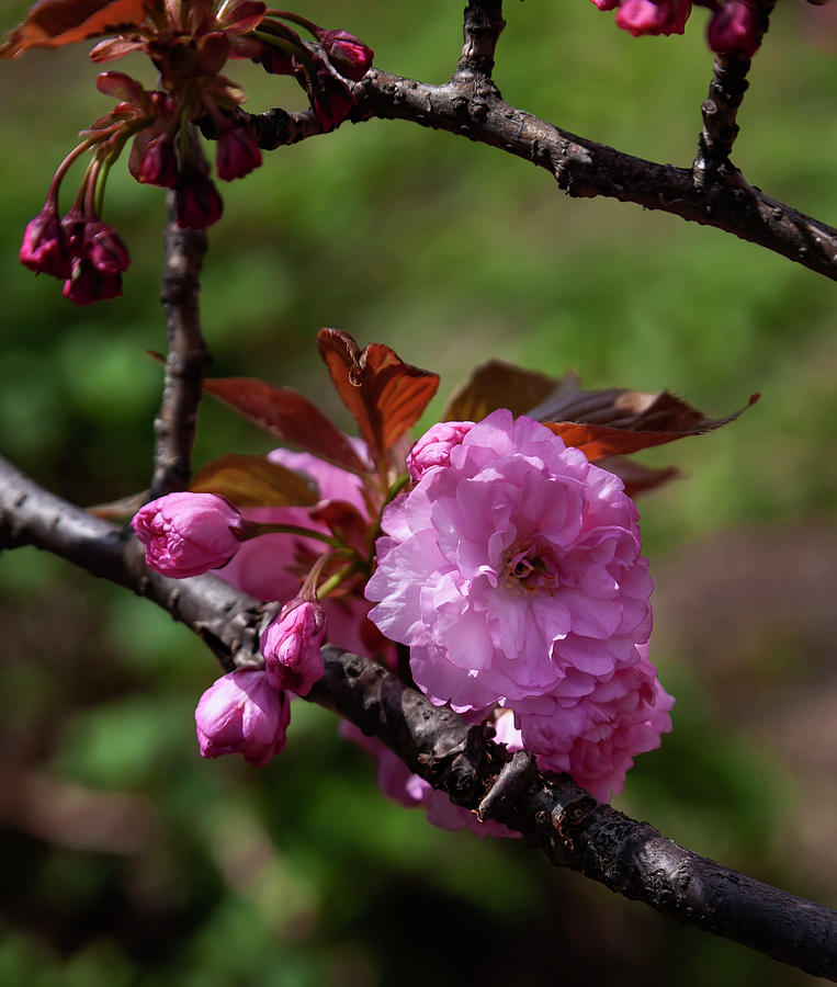 Cherry Blossoms #240 Photograph by Robert Ullmann