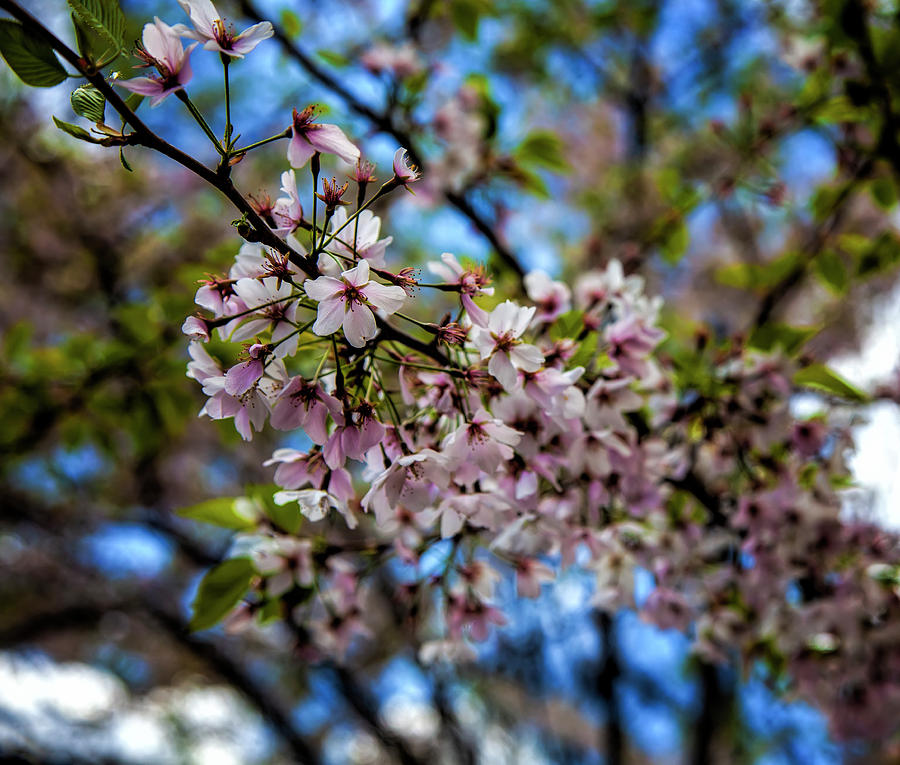 Cherry Blossoms #241 Photograph by Robert Ullmann