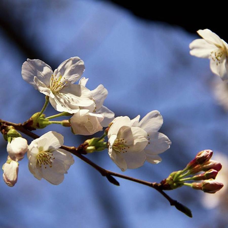 Spring Photograph - Instagram Photo #241473684876 by Kujira Nijino