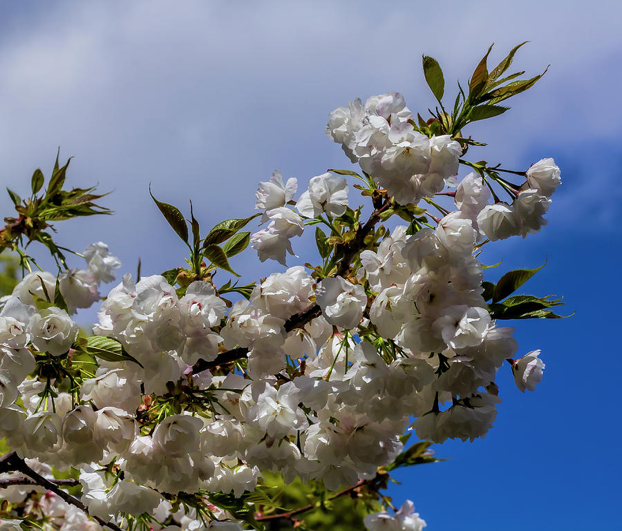 Cherry Blossoms #243 Photograph by Robert Ullmann