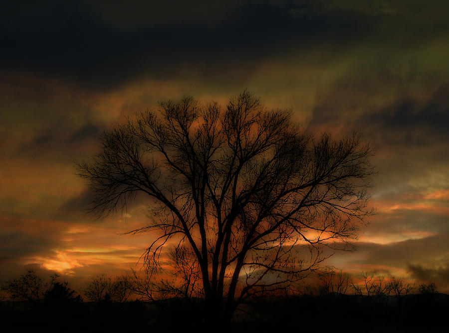 Tree Photograph - 243 by Peter Holme III
