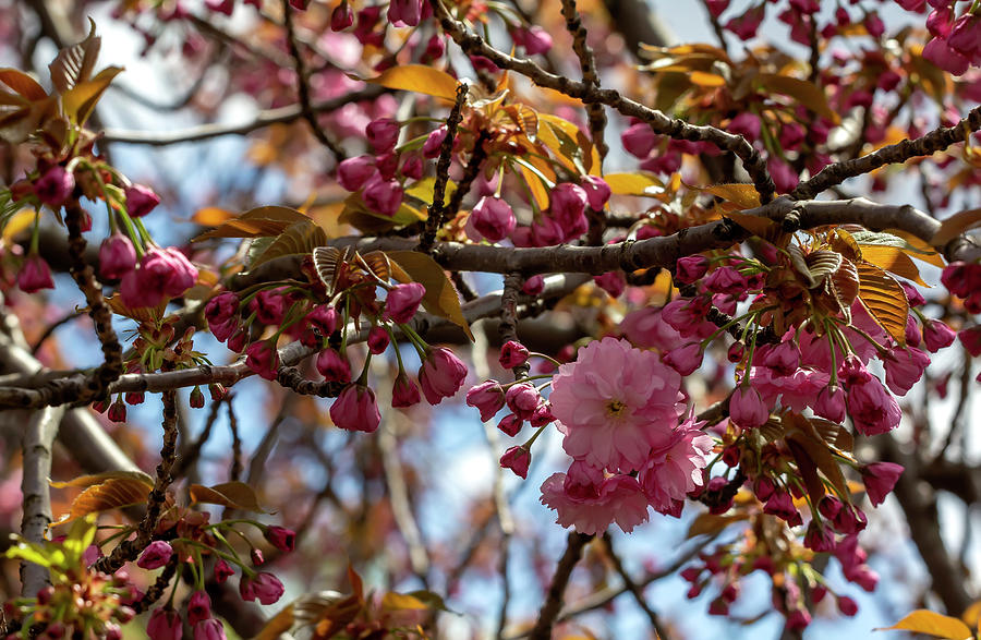 Cherry Blossoms #244 Photograph by Robert Ullmann