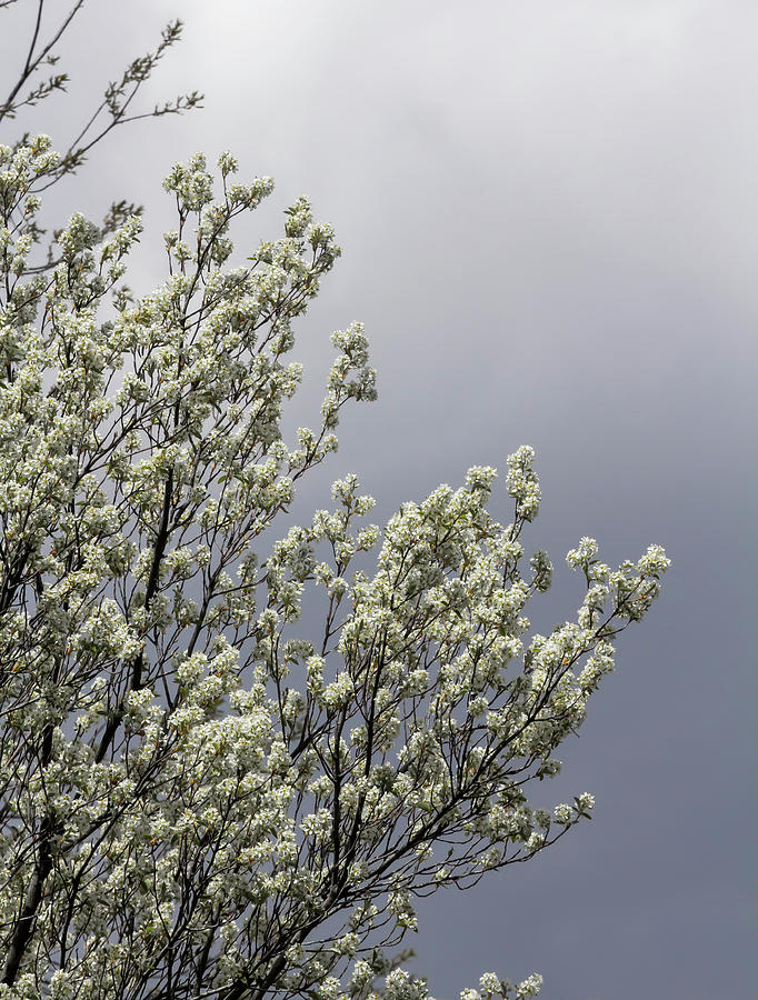 Cherry Blossoms #245 Photograph by Robert Ullmann