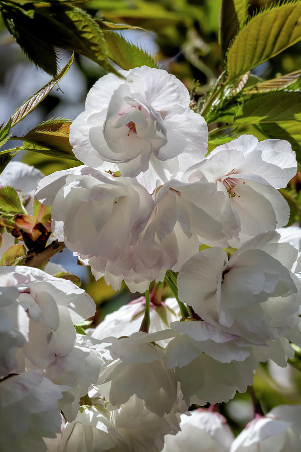 Cherry Blossoms #246 Photograph by Robert Ullmann
