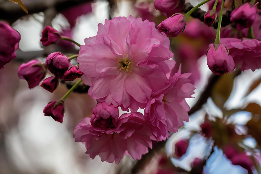 Cherry Blossoms #247 Photograph by Robert Ullmann