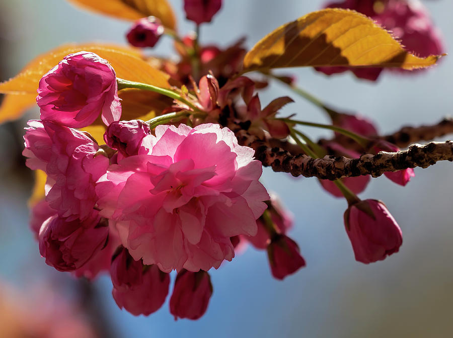 Cherry Blossoms #248 Photograph by Robert Ullmann