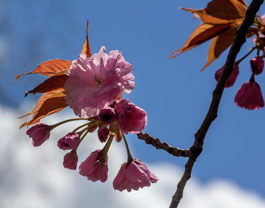 Cherry Blossoms #249 Photograph by Robert Ullmann