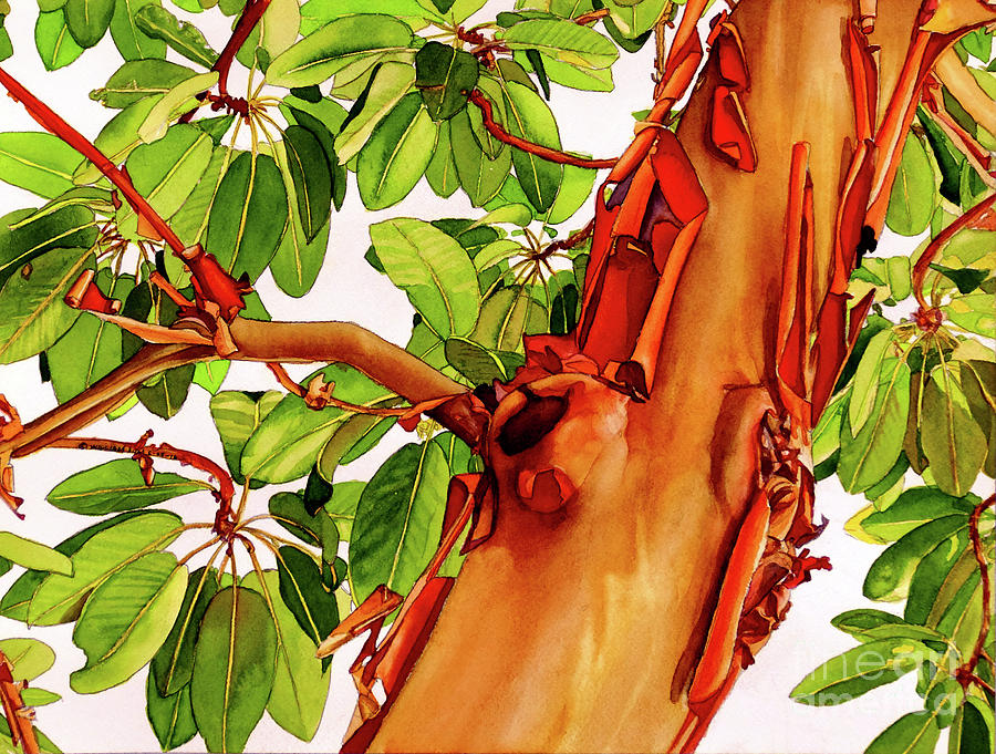 #249 Madrone #249 Painting by William Lum