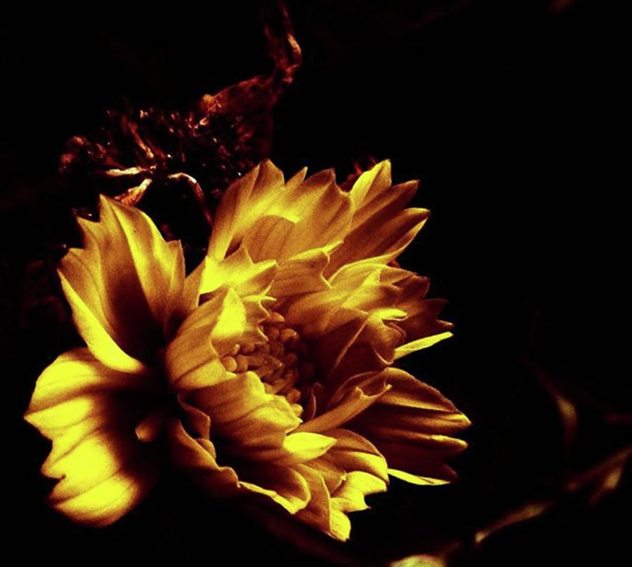 Flower Photograph - 🌸 #flowers #flower #igscflowers #25 by Aa Zieck