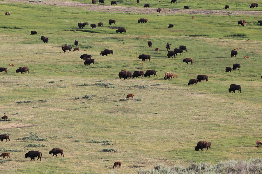 American Bison Yellowstone USA #25 Photograph by Bob Savage