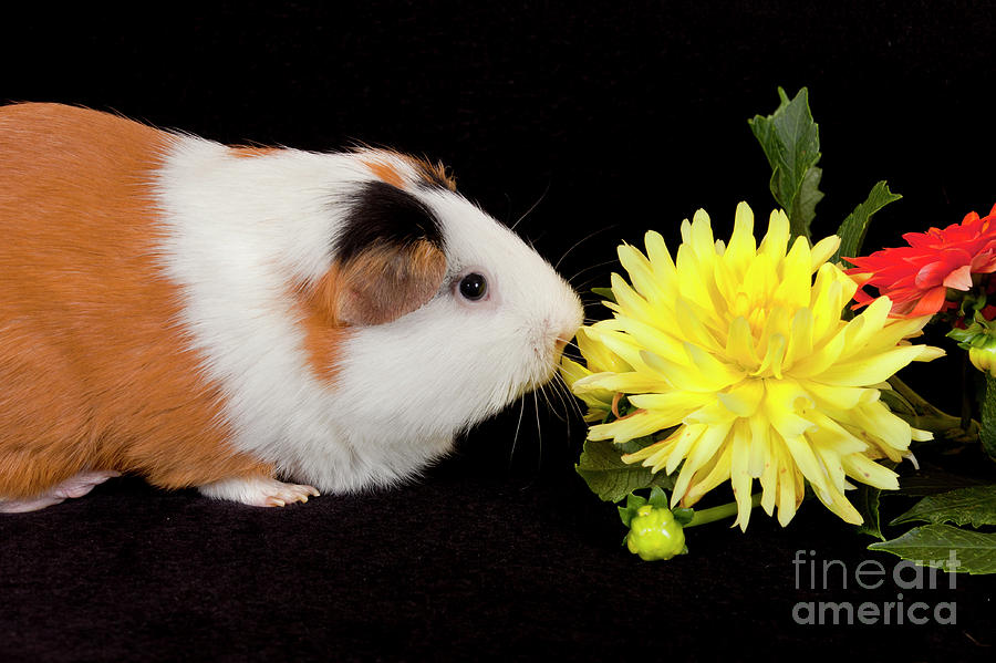American Guinea Pigs - Cavia porcellus #25 Photograph by Anthony Totah
