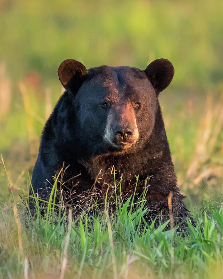 Black Bear #25 Photograph by Mary Jo Cox
