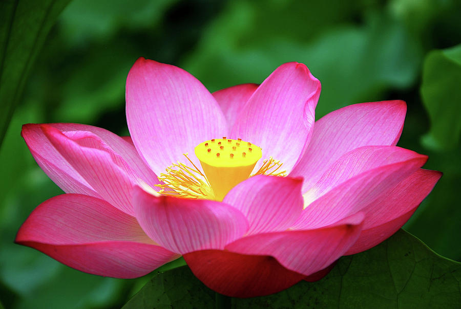 Blossoming lotus flower closeup #25 Photograph by Carl Ning