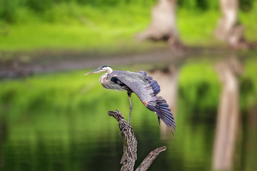 Blue Heron #25 Photograph by Peter Lakomy