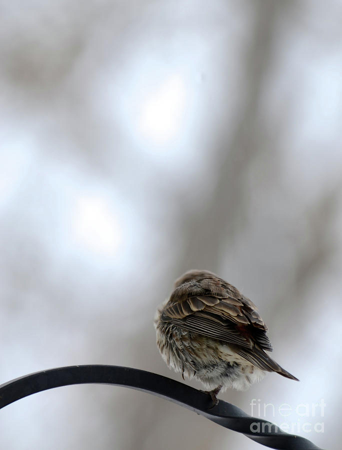 Bird Perched Photograph - 25 Degrees by Cindy Schneider