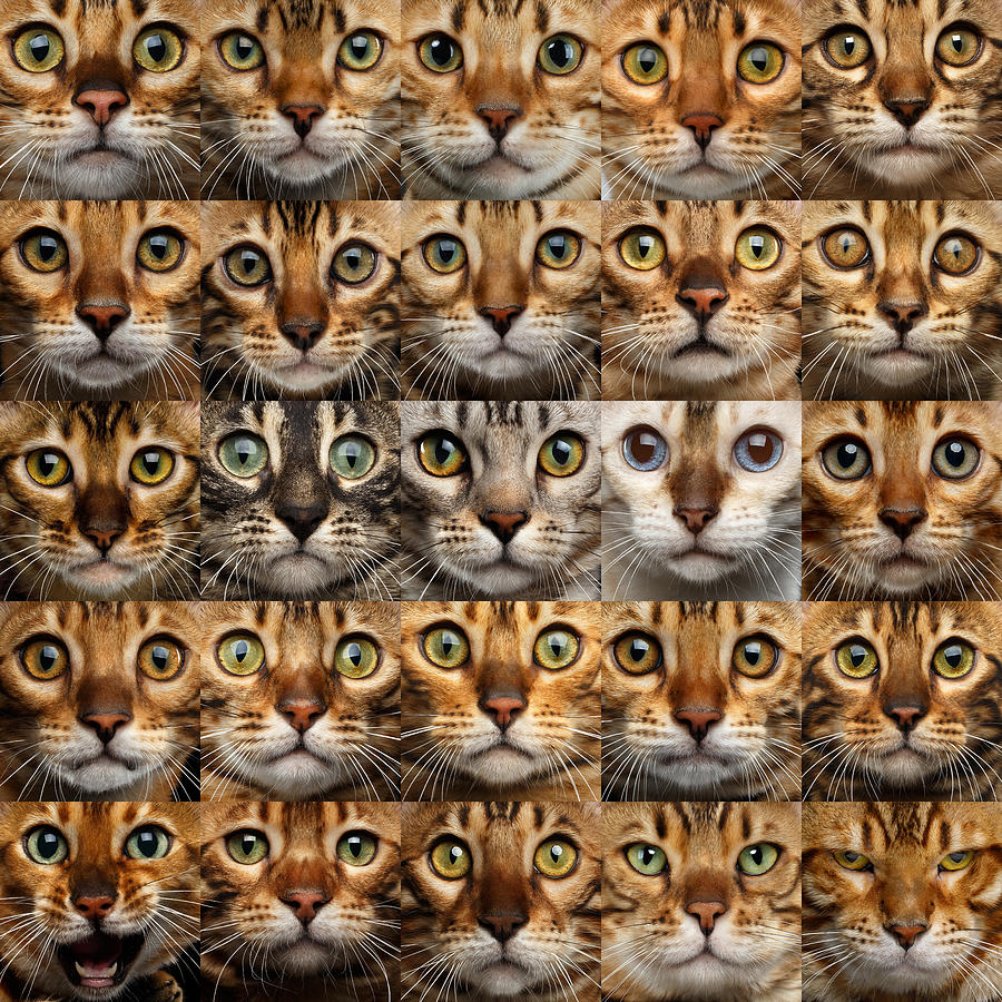 25 Different Bengal Cat faces Photograph by Sergey Taran