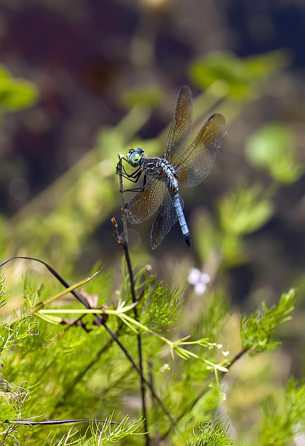Dragonfly #25 Photograph by Gouzel -
