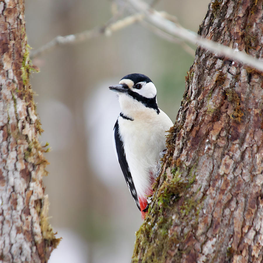 Great spotted woodpecker #9 Photograph by Jouko Lehto