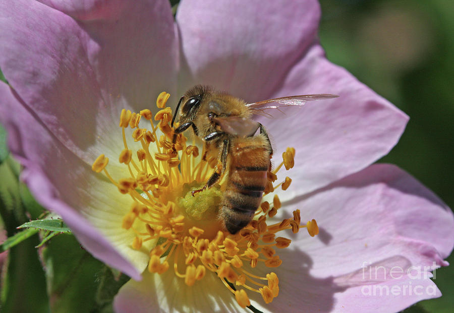 Honeybee #25 Photograph by Gary Wing