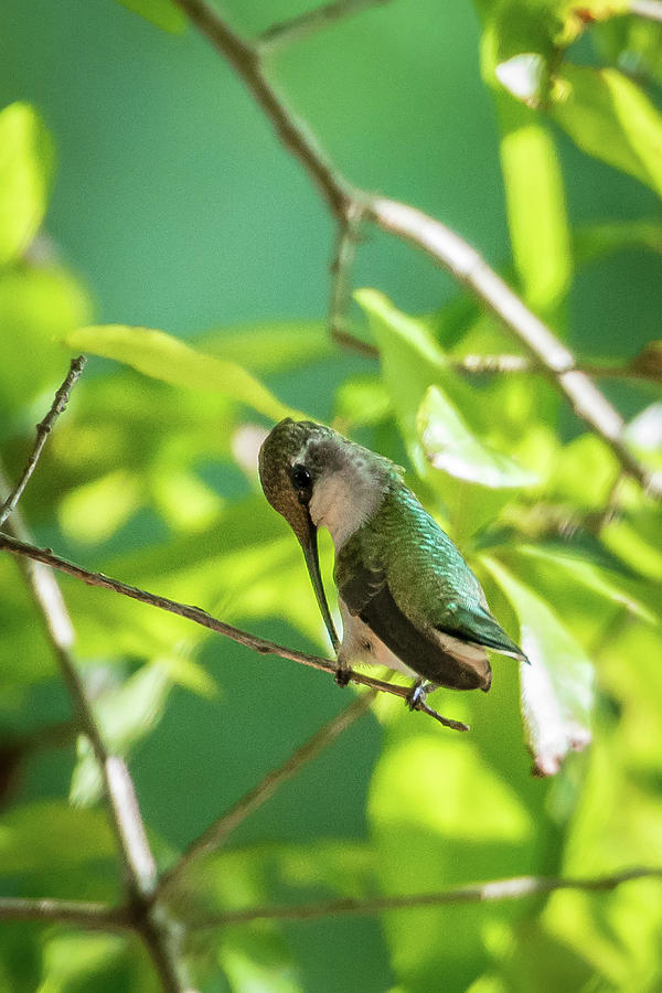 Hummingbird Found In Wild Nature On Sunny Day #25 Photograph by Alex Grichenko