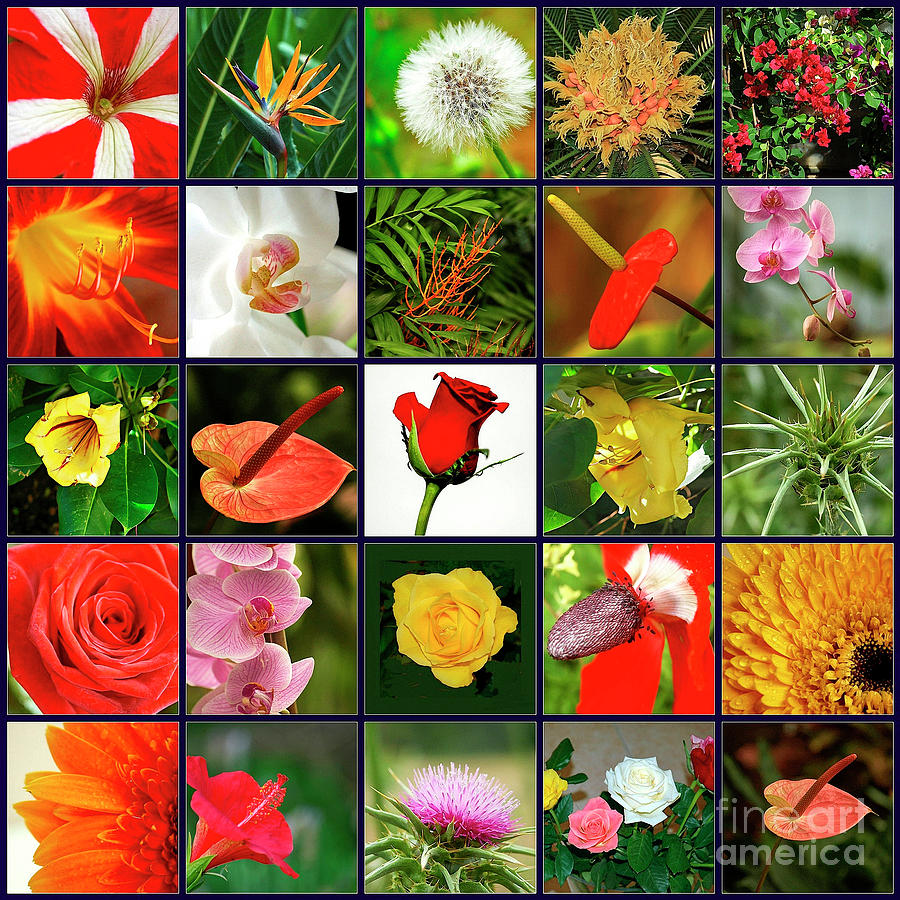 25 Image Collage Of Flowers Photograph by Tomi Junger