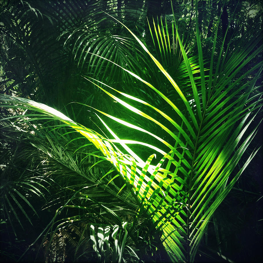 Jungle leaves #25 Photograph by Les Cunliffe