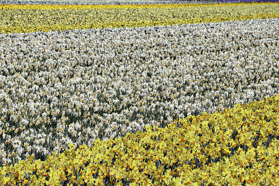 Keukenhof Lisse Tulips Holland Netherlands #25 Photograph by Paul James Bannerman