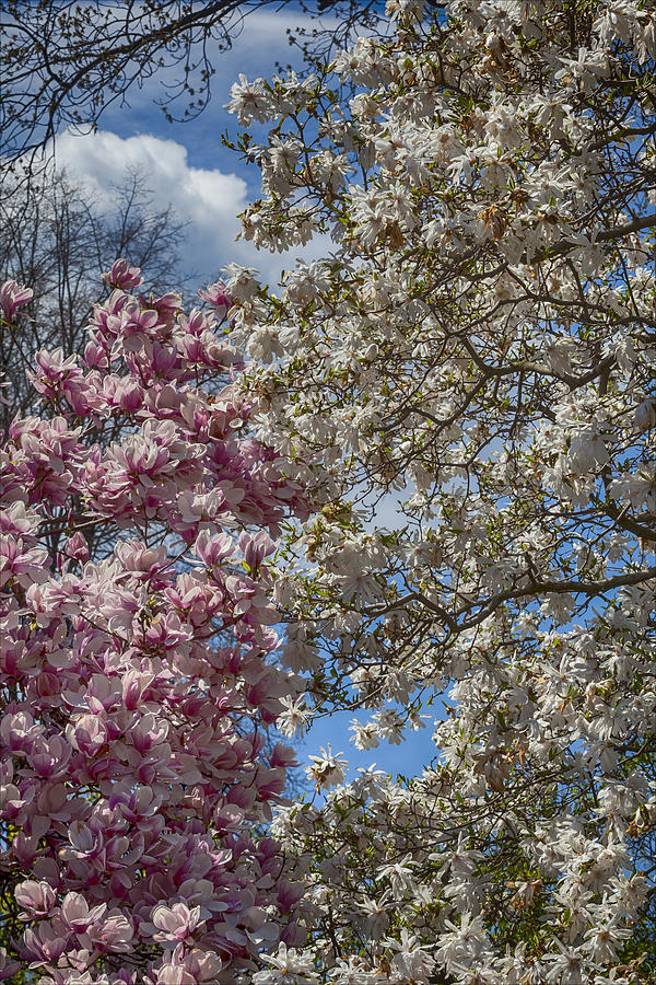 Magnolias #25 Photograph by Robert Ullmann
