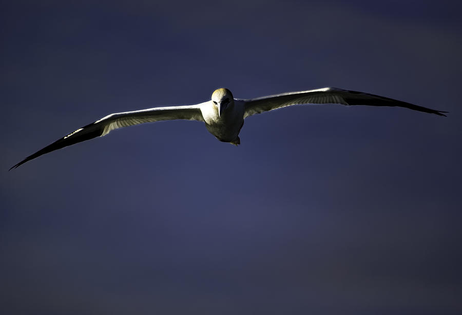 Bass Photograph - Northern Gannet by Pete Federico Bass Photograph - Northern Gannet by Pete Federico