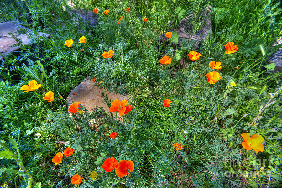 Poppies #25 Photograph by Marc Bittan