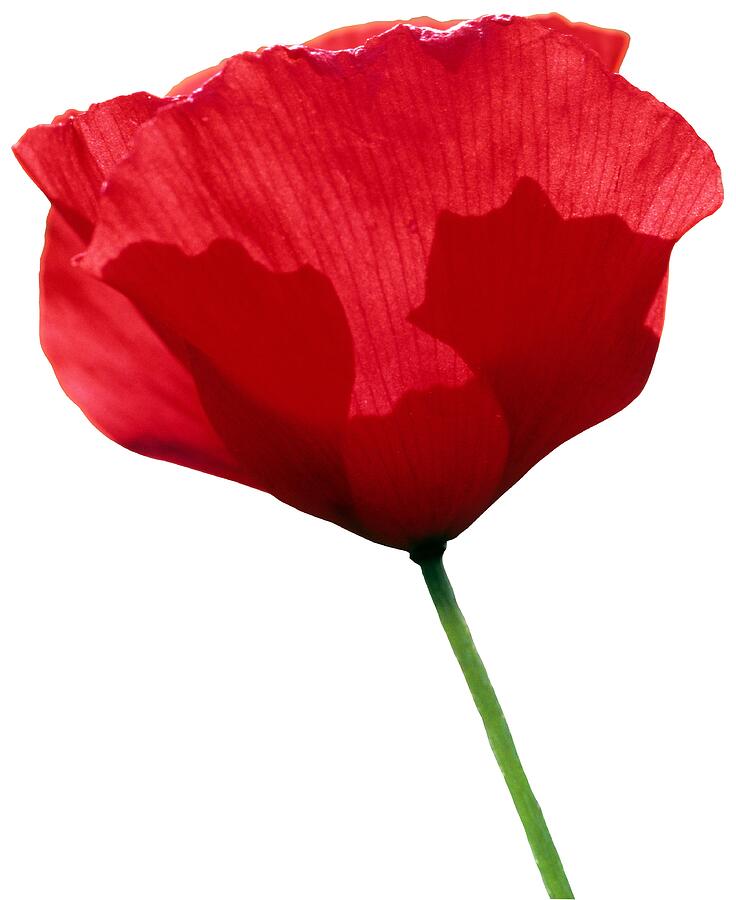 Clothing Photograph - Poppy Flower by George Atsametakis Clothing Photograph - Poppy Flower by George Atsametakis