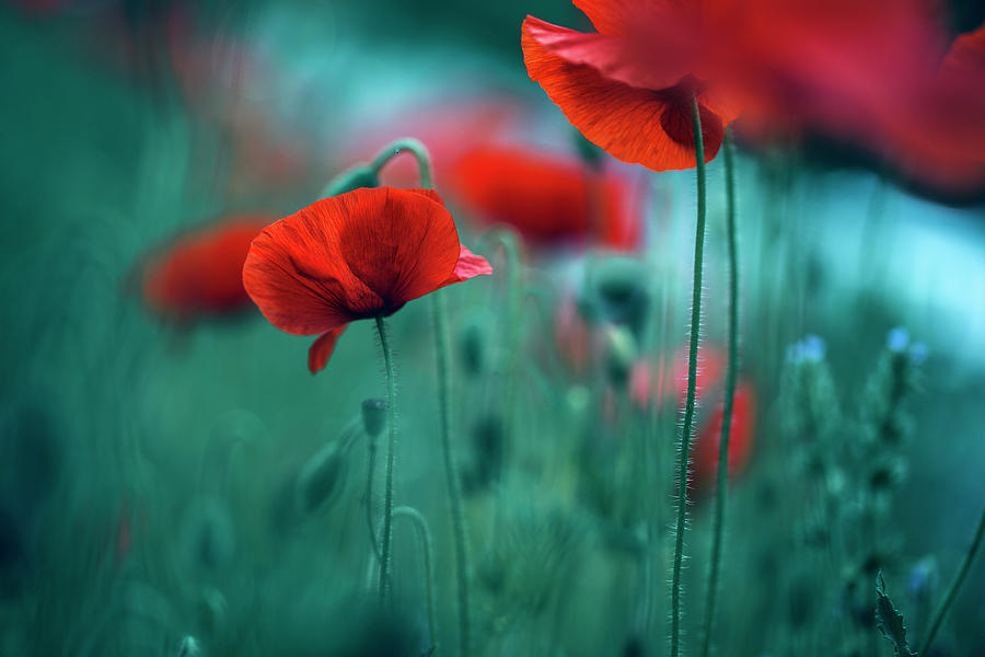 Poppy Photograph - Poppy Meadow #25 by Nailia Schwarz