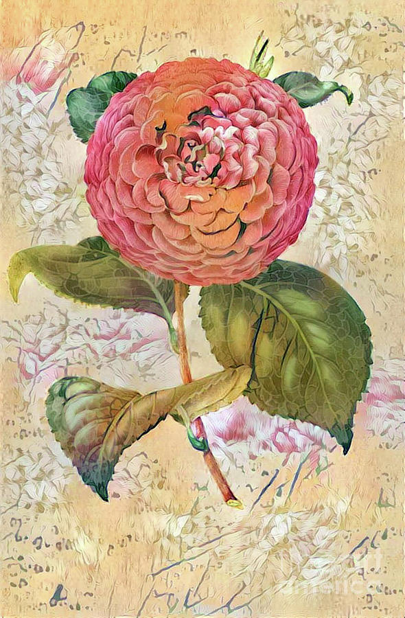Shabby Chic Botanical Flowers #25 Digital Art by Amy Cicconi