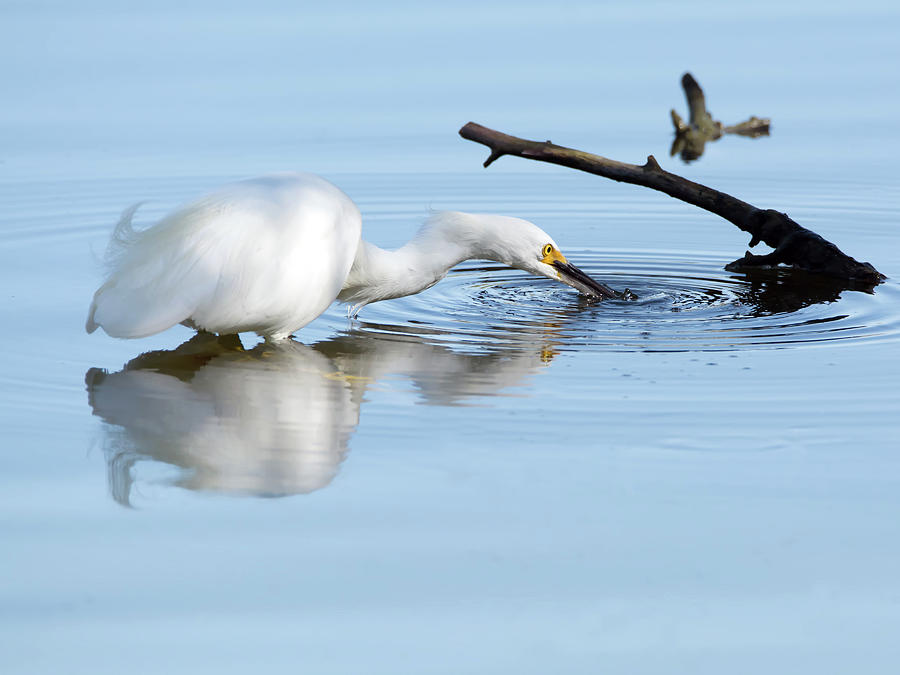 Snowy Egret #25 Photograph by Tam Ryan