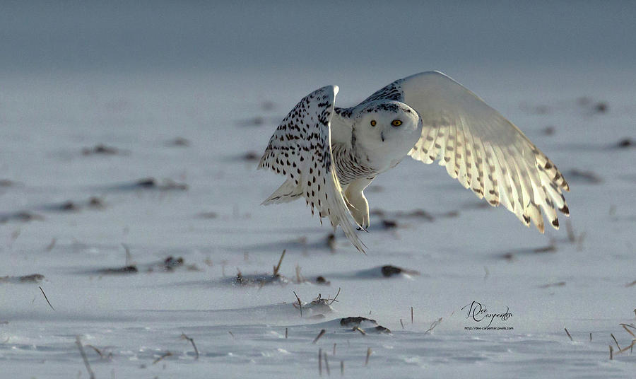 Owl Photograph - Snowy Owl #25 by Dee Carpenter
