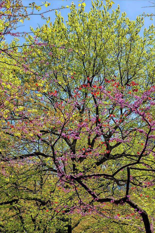 Spring Trees #25 Photograph by Robert Ullmann