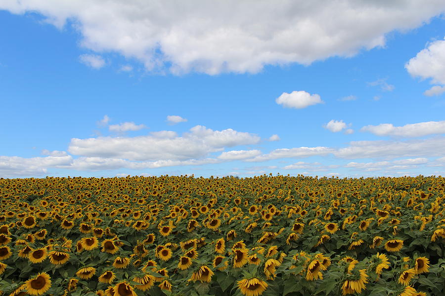 Sunflower #25 Photograph by Donn Ingemie
