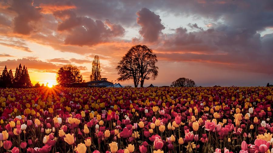 Sunset Digital Art - Tulip #25 by Super Lovely
