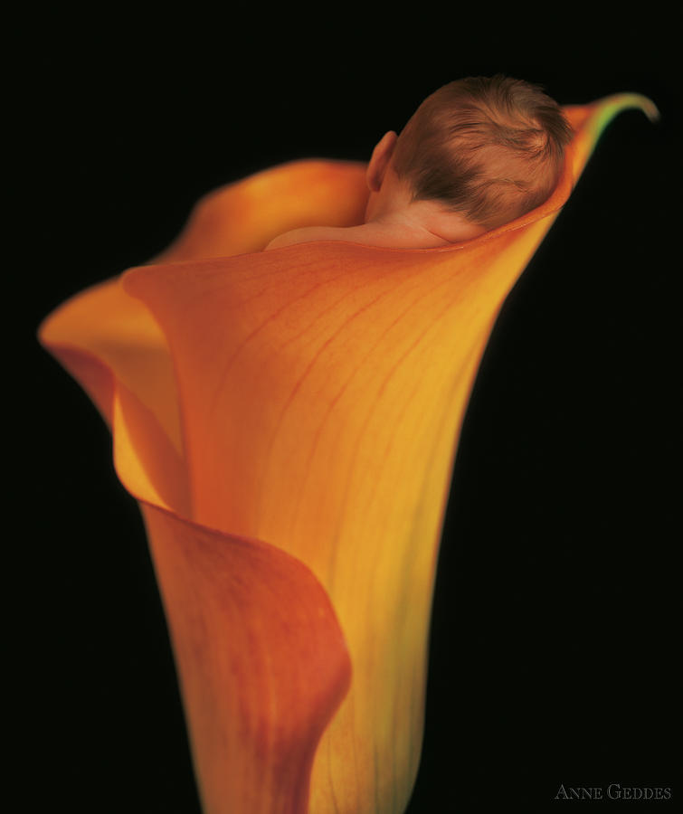 Sleeping Photograph - Jacob in a Calla Lily by Anne Geddes